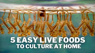 5 Easy Live Foods to Feed your Fish  Live Food Cultures You Can Keep at Home