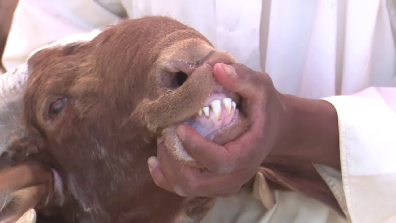 الفرق بين الطلي والثني ..