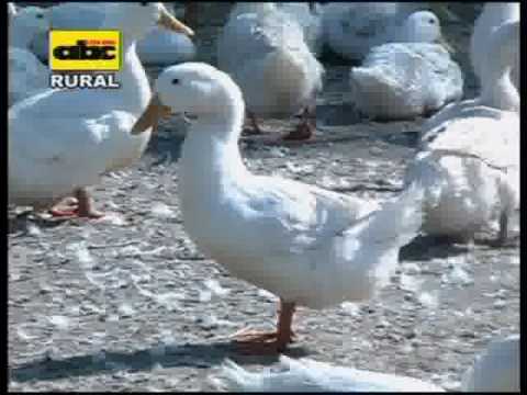 Video: Cómo Criar Patitos De Pekín