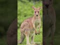 One Of The Most UNIQUE Animals On Earth (Part 1): Kangaroo #animals #education #facts #cute #info