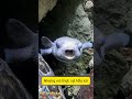 Cuộc chiến lặn biển sâu ai dám đối mặt ‘nha sĩ đại dương’ 🐟 | #shortvideo #tieutuelam #kienthucthuvi