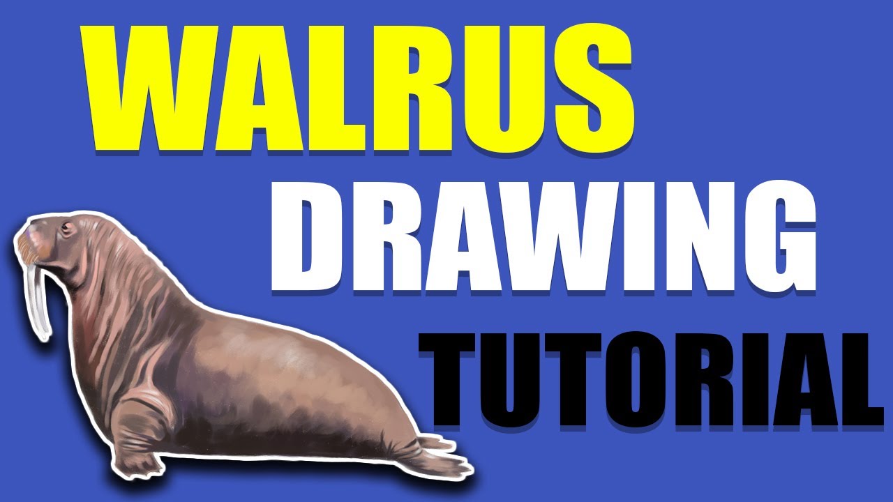 WALRUS DRAWING TUTORIAL | Walrus drawing video | Walrus drawing tutorial easy | Walrus drawing easy