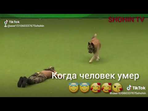 Video: Көтөрүлүп же тынчсызданганда иттер жөнүндө эмне кылуу керек