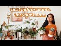 BEST EASY Indoor Plants for Your Home 2020 🌿 | IKEA, Walmart, and Home Depot Plants as Decor