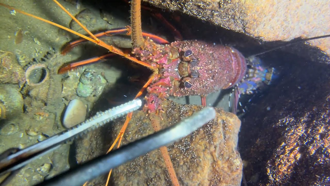 Diving under the sea to catch eels, crabs and sea cucumbers | Part 47