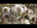 Buscan alternativas para disminuir el uso de semillas transgénicas para cultivo de algodón