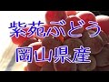 紫苑ぶどう。岡山県産で冬が旬!お歳暮ギフトに。種なし大房で高糖度約18度の葡萄。Japanese Shien Grapes