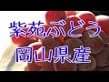 紫苑ぶどう。岡山県産で冬が旬！お歳暮ギフトに。種なし大房で高糖度約18度の葡萄。Japanese Shien Grapes