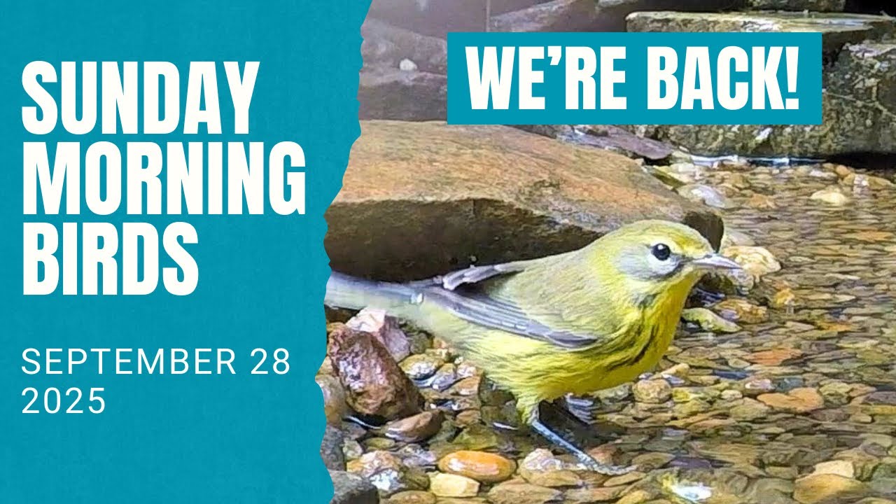 Waiting for Warblers! Fall Migration 2025