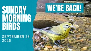 Waiting for Warblers! Fall Migration 2025
