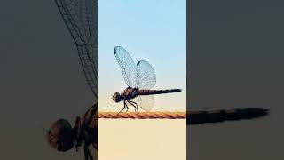 What does a dragonfly sound like?