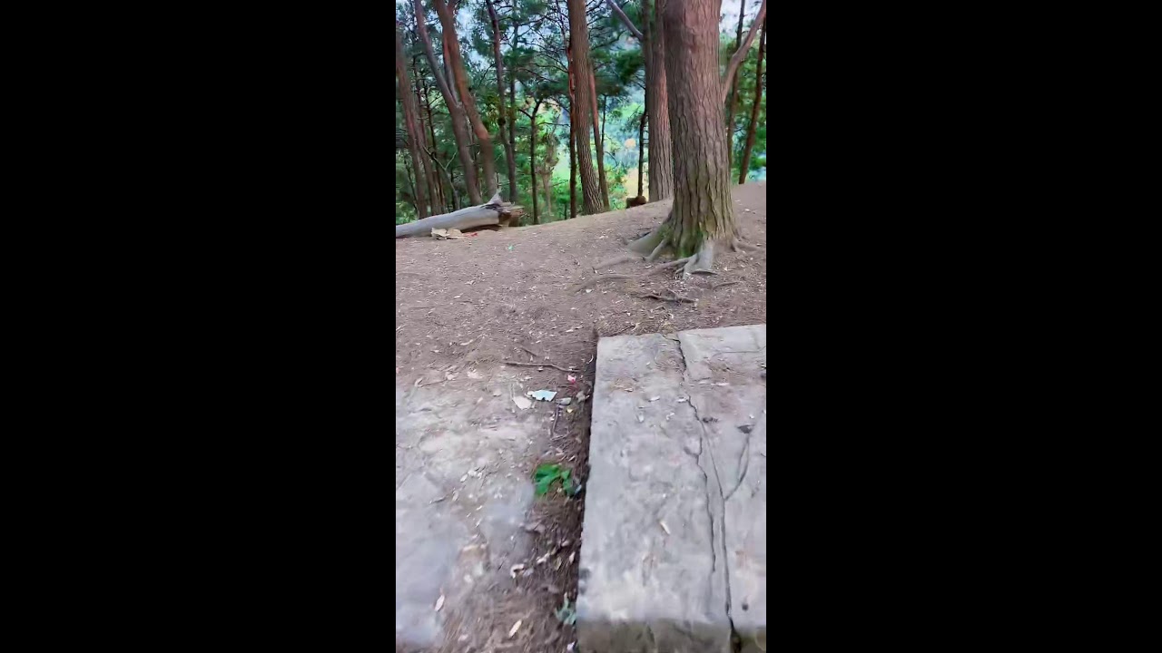 You can't help but smile watching these playful primates | 