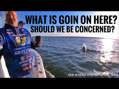 Striper Fishing GONE WRONG! Could this be BAD? We need HELP figuring this one out! Simrad
