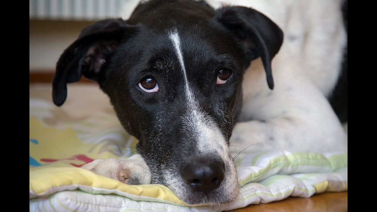 Προβλήματα Συμπεριφοράς και Λύσεις | Εκπαίδευση Σκύλων