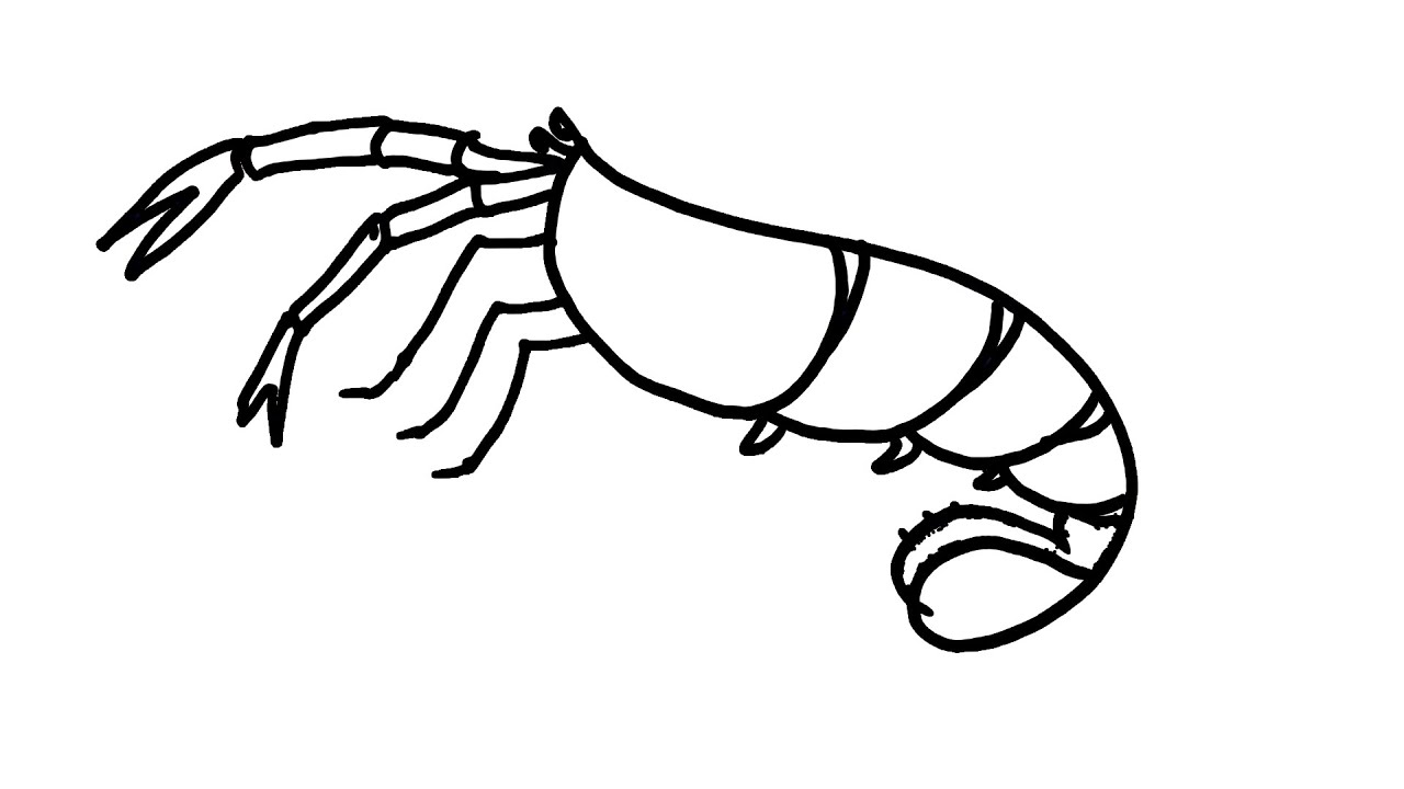 Креветки рисунки для срисовки