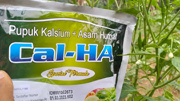 PUPUK CAL-HA KALSIUM+ASAM HUMAT, FUNGSI, MANFAAT, DOSIS,CARA PENGGUNAAN PUPUK Bagian 1