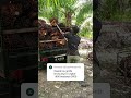 Harga sawit di Kuala Tungkal, Tanjab Barat, Jambi Rp.1.800/kg tingkat petani tgl 30 Mei 2026 #sawit