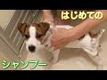 はじめてのシャンプー　ジャックラッセルテリア子犬【なのは】