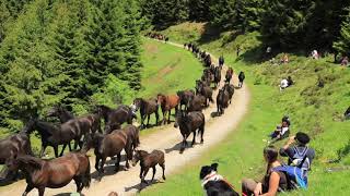 Transhumance en Bethmale 2019, l'arrivée des chevaux au cirque de Campuls (Ariège).