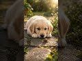 he Puppy Who Waited for a Snail #goldenretriever #puppy #dogshorts #shorts
