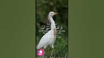 قل افغير الله تأمروني أعبد أيها الجاهلون | سورة الزمر #دعاء_ورسالة Surah Az-Zumar