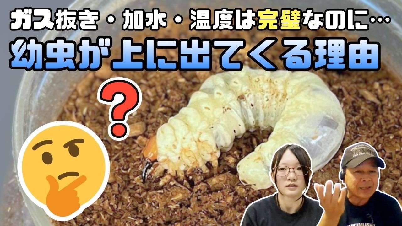 ガス抜き・温度・加水も完璧。それでも幼虫が上に上がってるのはなぜ