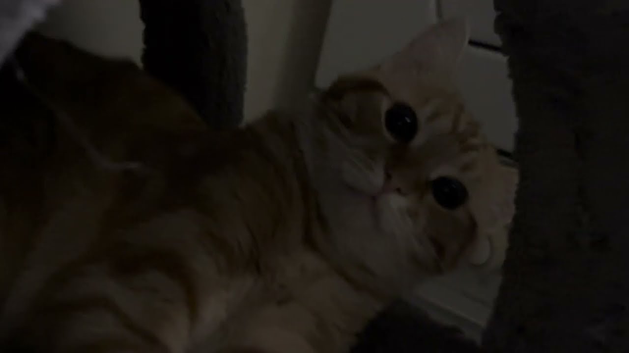 What’s your Cats name?Look at this funny cat😂