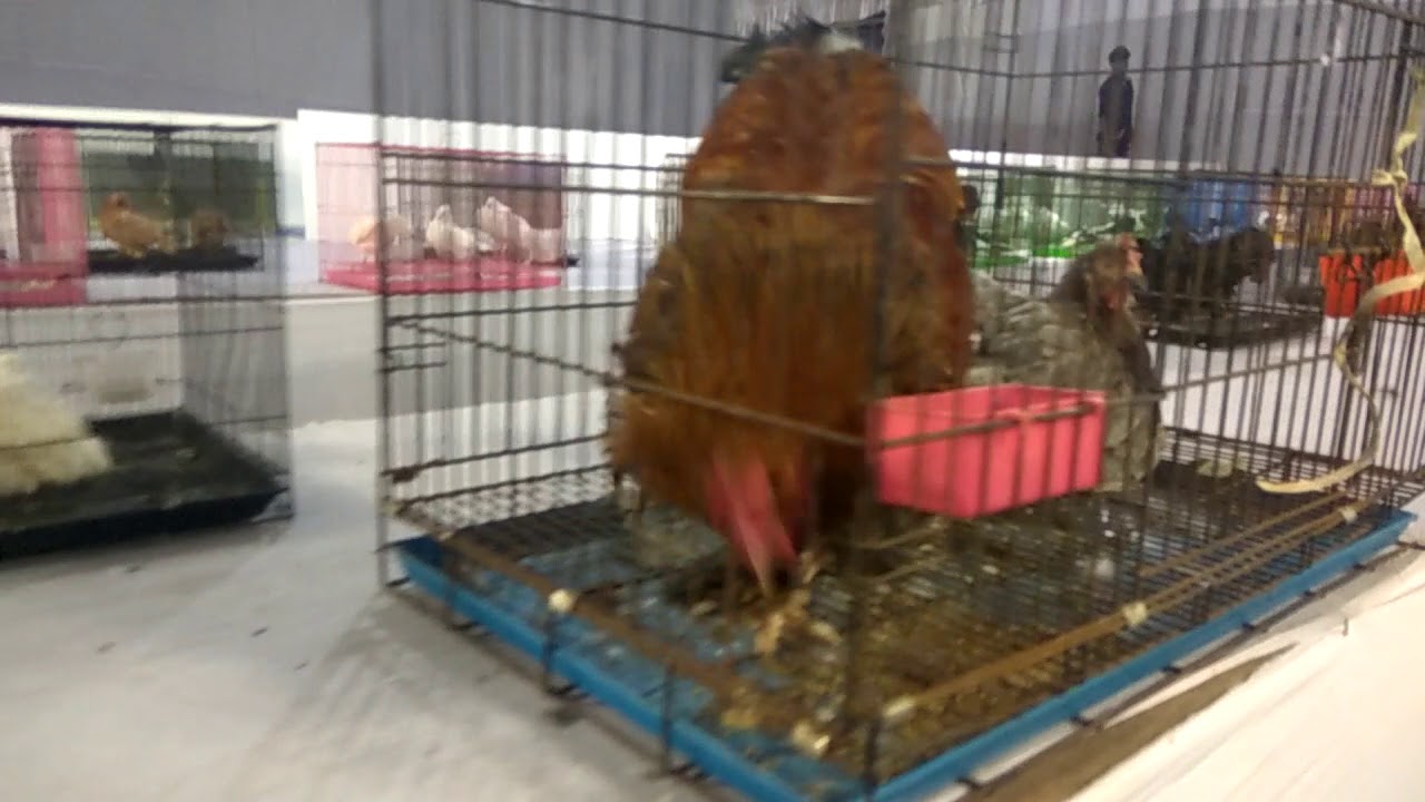 Birds and Animals Exhibition in Kerala India