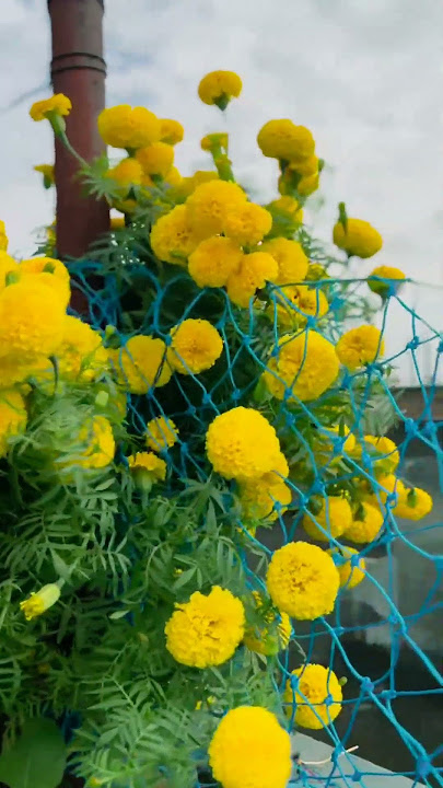 Genda Phool | Marigold Flower Blooming on #terracegarden #flowers #marigold #gendaphool #homedecor