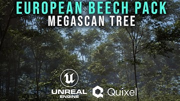 Megascans Trees: European Beech Pack Quick Review On Unreal Engine 5