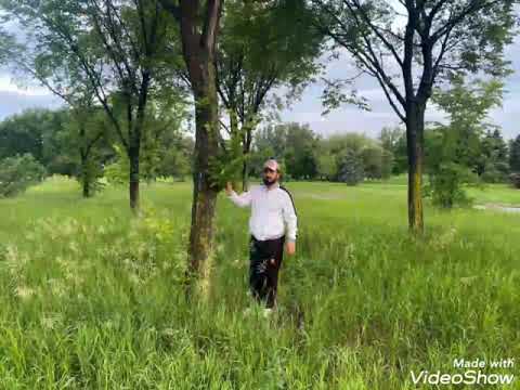 بل مراجل عمر ساس خل ابنك مرفوع الراس