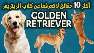 أكثر 10 معلومات و حقائق لا تعرفها عن كلب الجولدن ريتريفر | Golden Retriever Facts