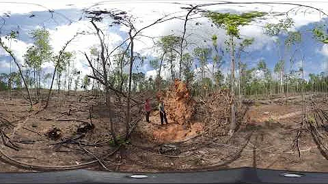 Longleaf Pine Forest Restoration 360 Hike: Hardwoo...