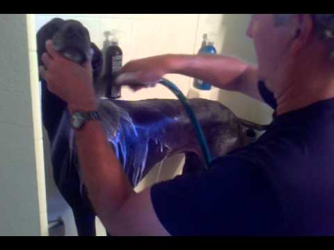 How to bathe a great dane in less than five minute
