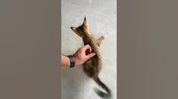 Котята Чаузи Ф1🐈 Болтушка Линн и красотка Торви в детстве😺