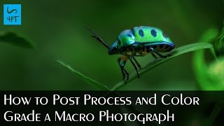 How to Post Process and Color Grade a Macro Photograph, Photography Post Processing Photoshop Tutori