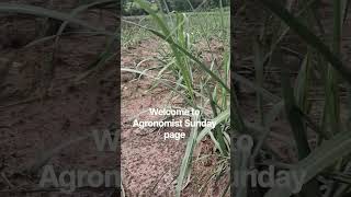Hello everyone, and welcome to Agronomist Sunday! 🌱I'm your host, Agronomist Sunday.