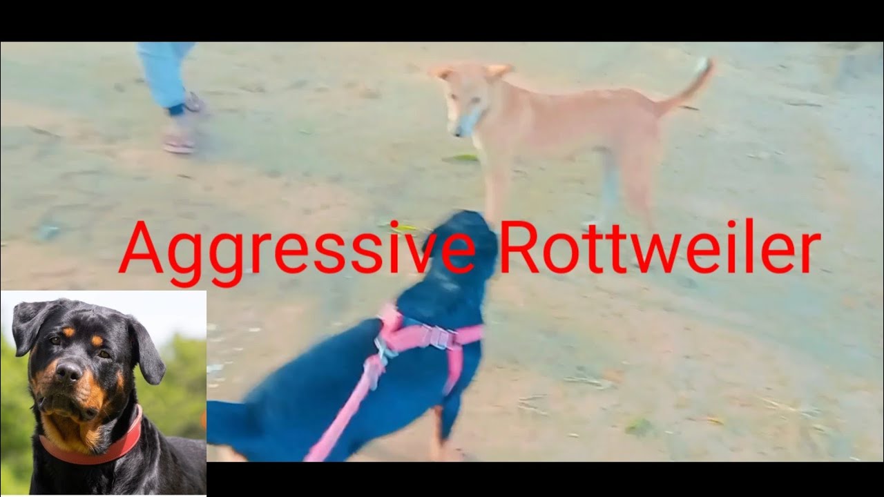 Aggressive Rottweiler vs stray dog first time #rottweiler - YouTube