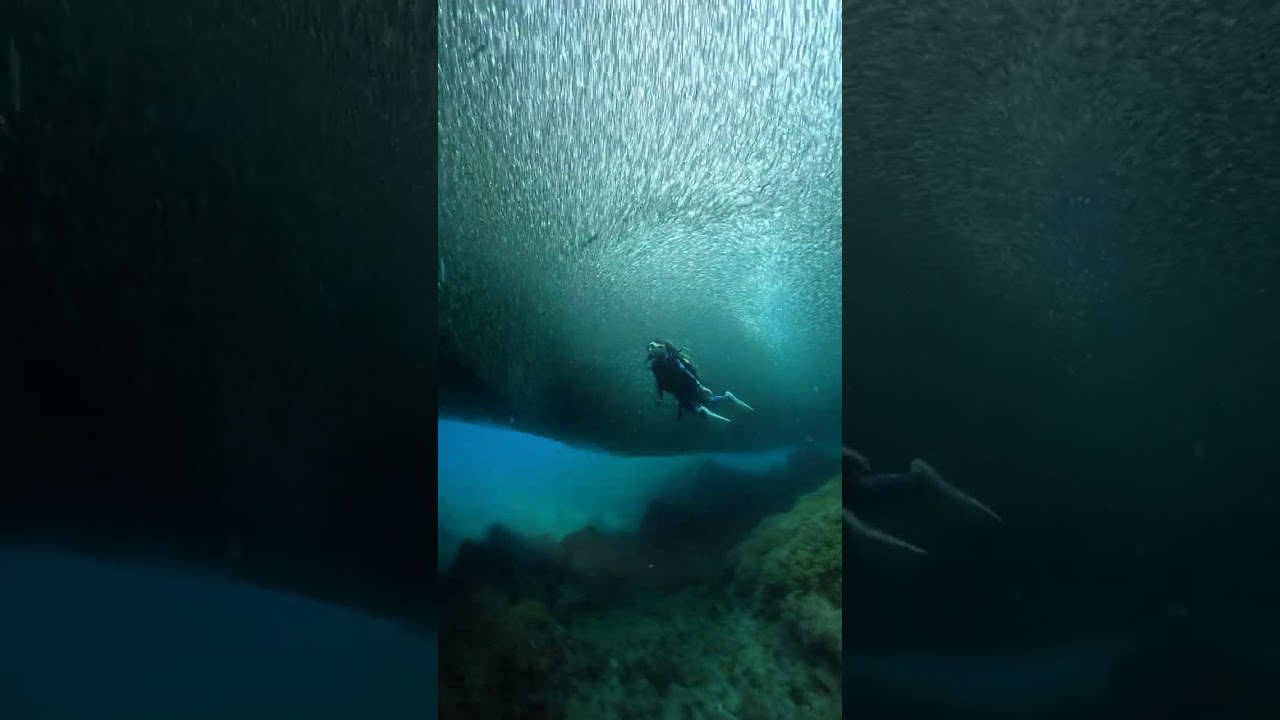 Unique Appearance of Young Sardine School