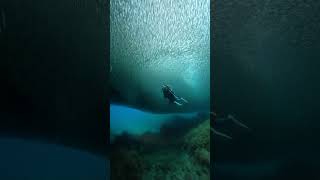 Unique Appearance of Young Sardine School