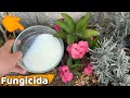 ¿ QUE SUCEDE SI USAS LECHE EN TU JARDIN O HUERTO ? || HUERTO CITADINO