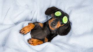 Spa Day with cute dachshund! Funny dog video!