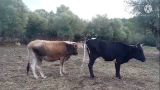 شاهد تربية البقر و كيفية التعامل معها عند الامساك بها من اجل معاينتها مع البيطري