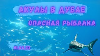 Акулы в Дубае, опасная рыбалка