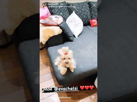 Бузова играет с