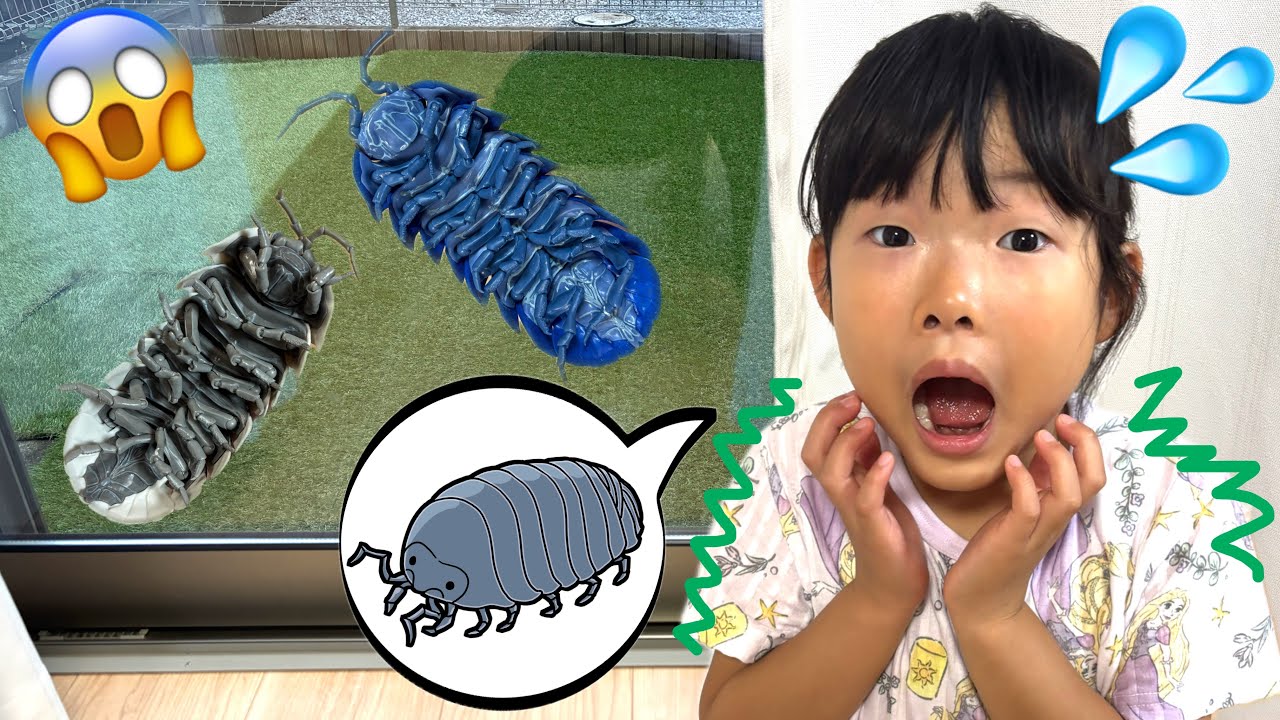A Giant Pill Bug!? Koko-chan is too scared to go outside