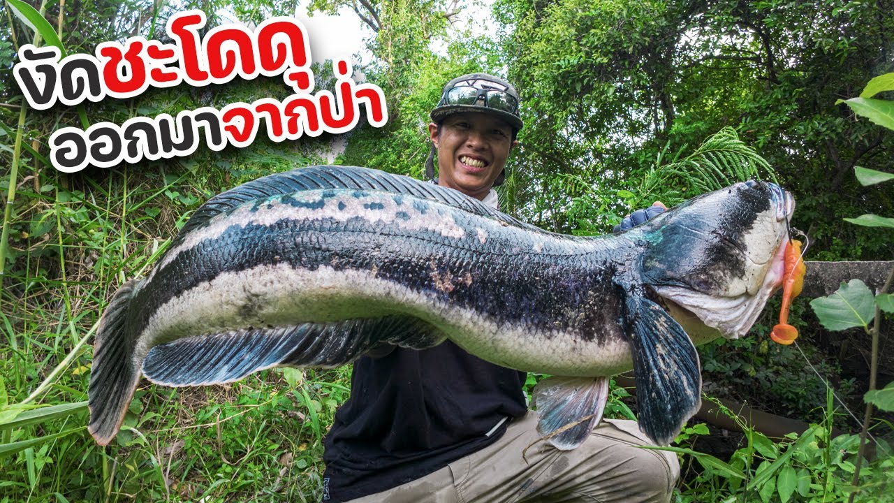 งัดชะโดดุกลางเกาะเกร็ด ต้องปิดเบรคสู้เท่านั้น!