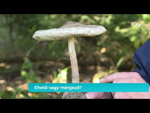 Videó: Ehető nyárgomba