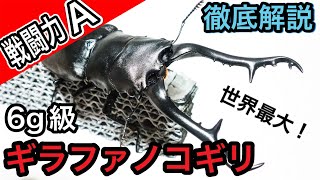 ギラファノコギリクワガタ 戦闘能力徹底解説！【たっカブ】