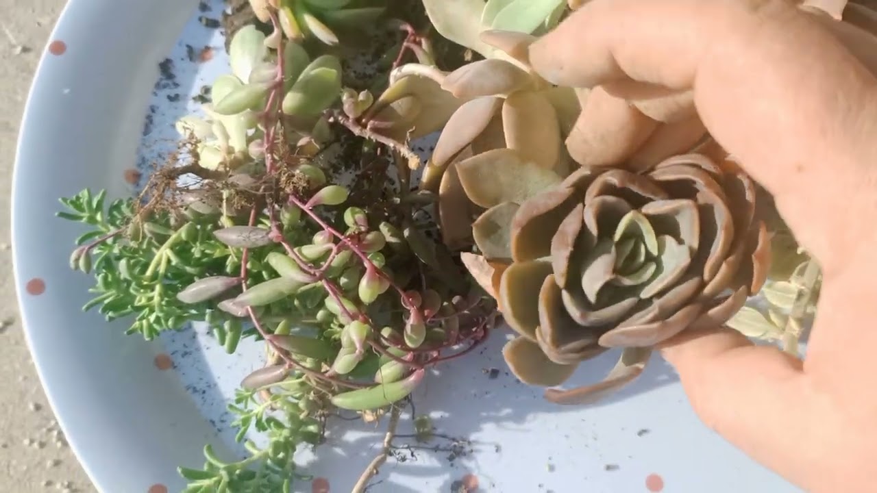 Havva hanımın kargosu🥰ilk söküm videosu ama güzel olmamış çekim 😔